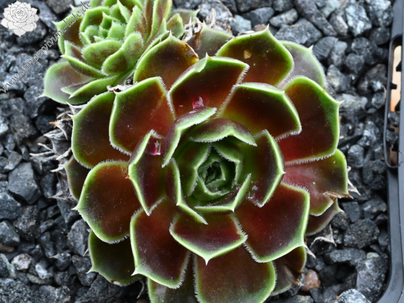 Matra Massief / Jovi