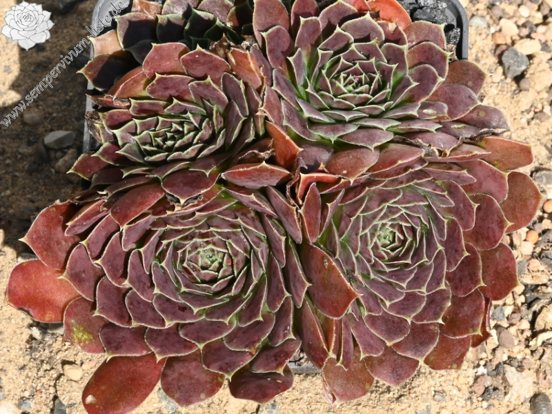 Mount Bermina / Jovi