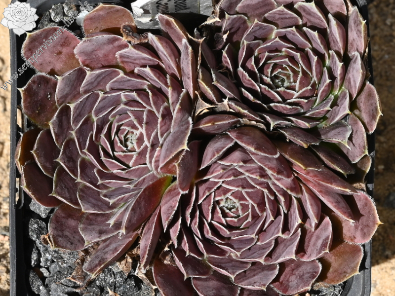 Mount Cameroon / Jovi