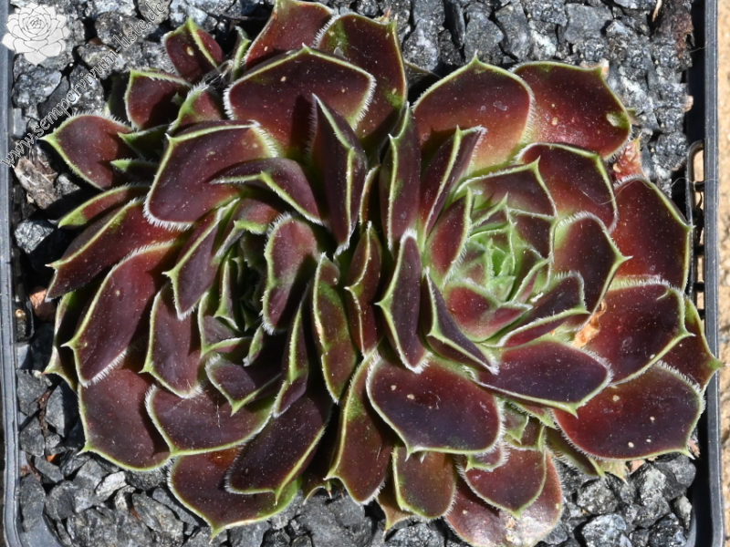 Mount Ojos del Salado / Jovi