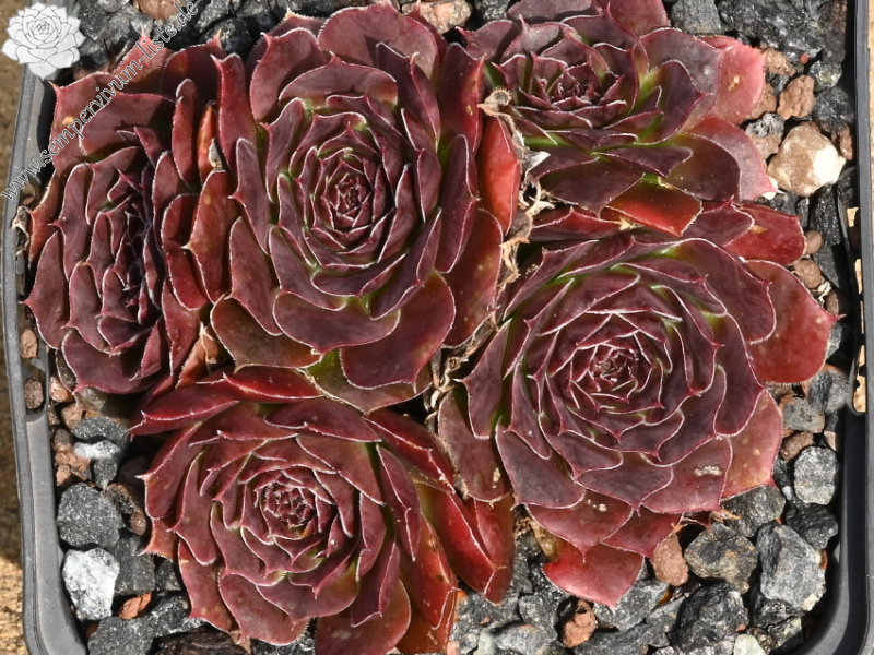 Mount Vesuvio / Jovi