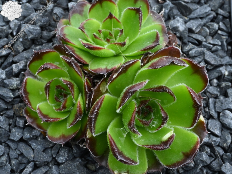 Sunny Side Up / Jovi