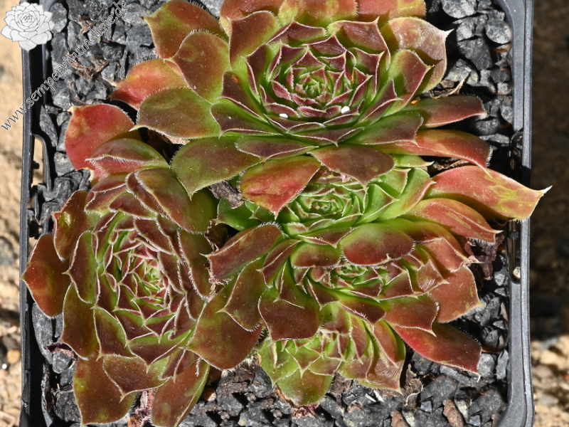 Winter Bronze / Jovi