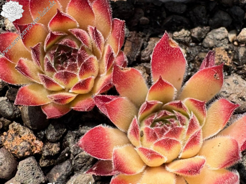 Queen Elizabeth (NG)