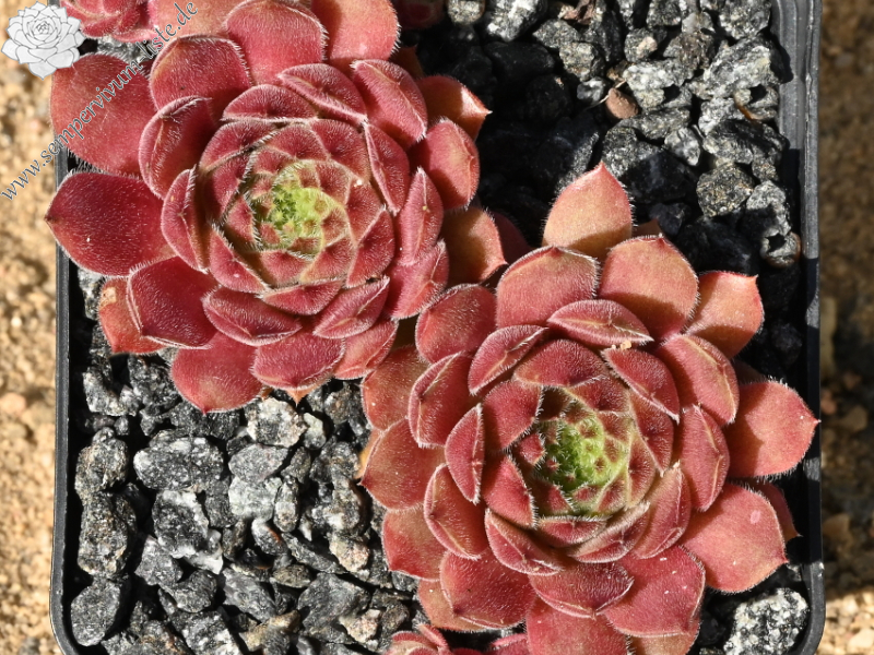 Korspelse Ecenur-Medine