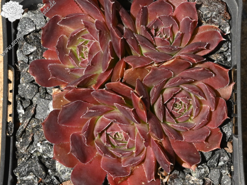 Korspelse Benonte / Jovi