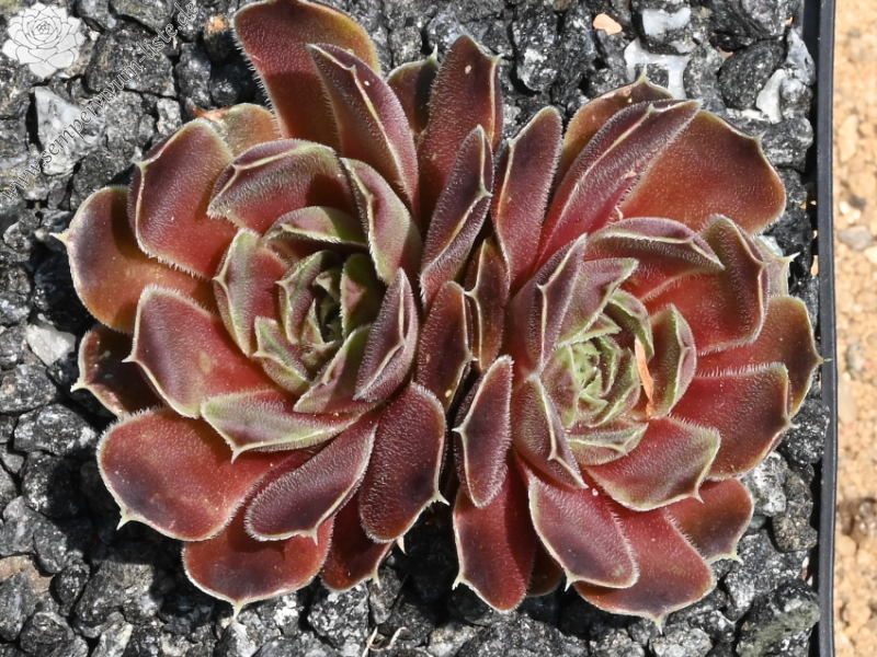 Korspelse Fannelle / Jovi