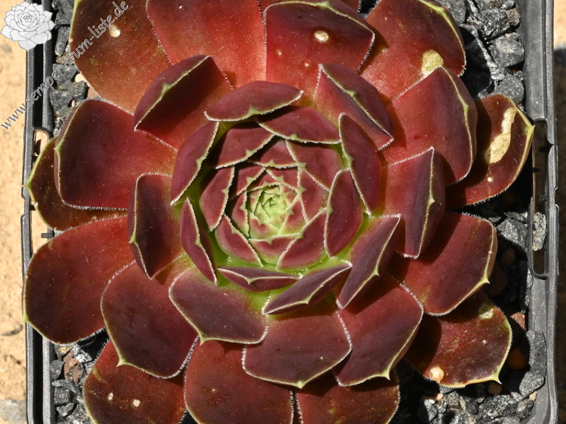 Korspelse Itsaso / Jovi