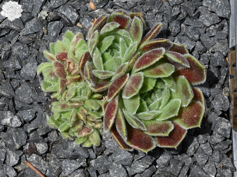 Korspelse Senne Glory / Jovi