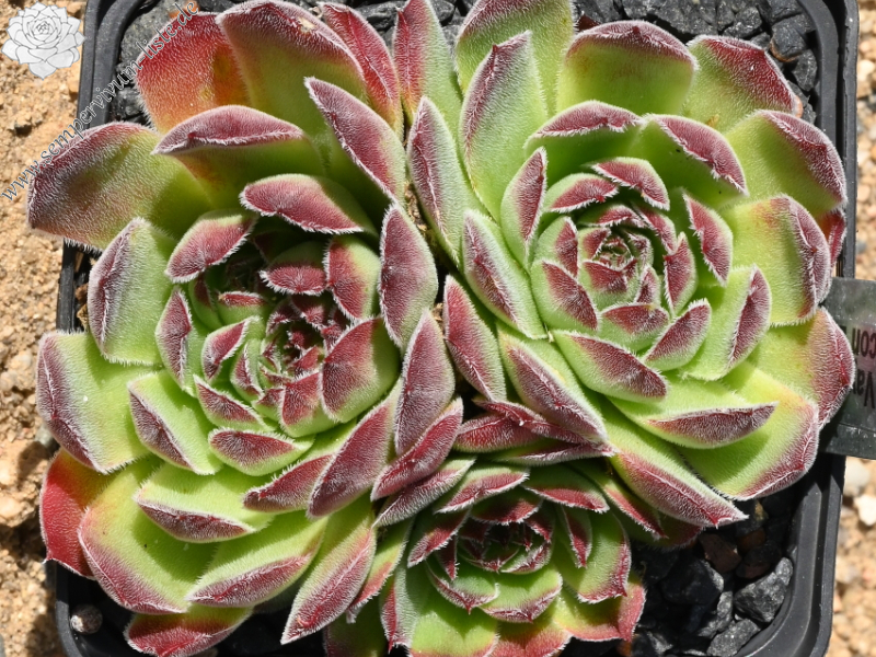 Vaya con Dios / Jovi