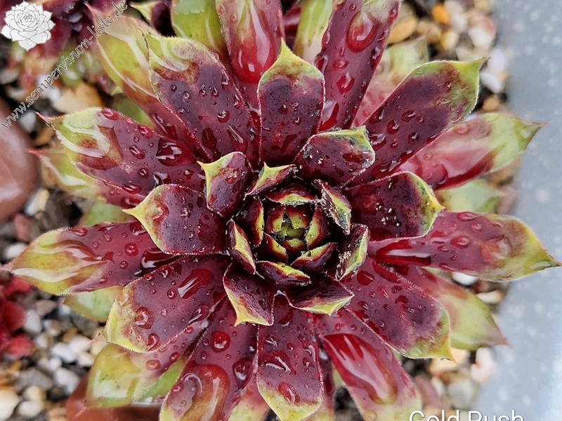 Chick Charms® Gold Rush