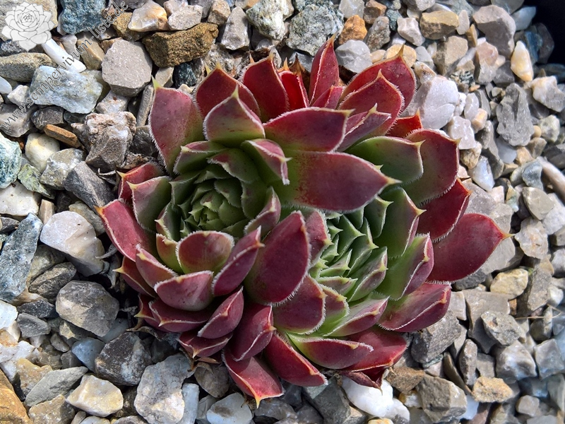 Korspelse Jahelle / Jovi