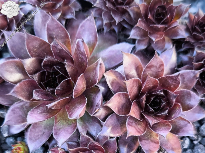 Chick Charms® Pineapple Paradise™ (NG)