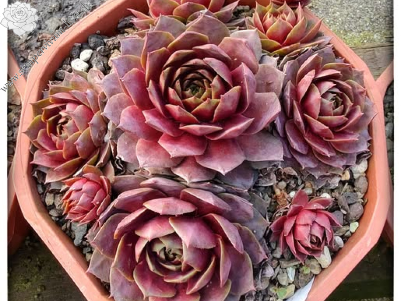 Rosenzobels Big Mama