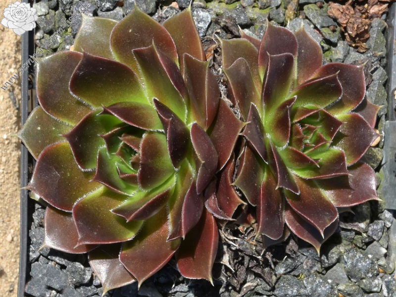 Francorchamps / Jovi