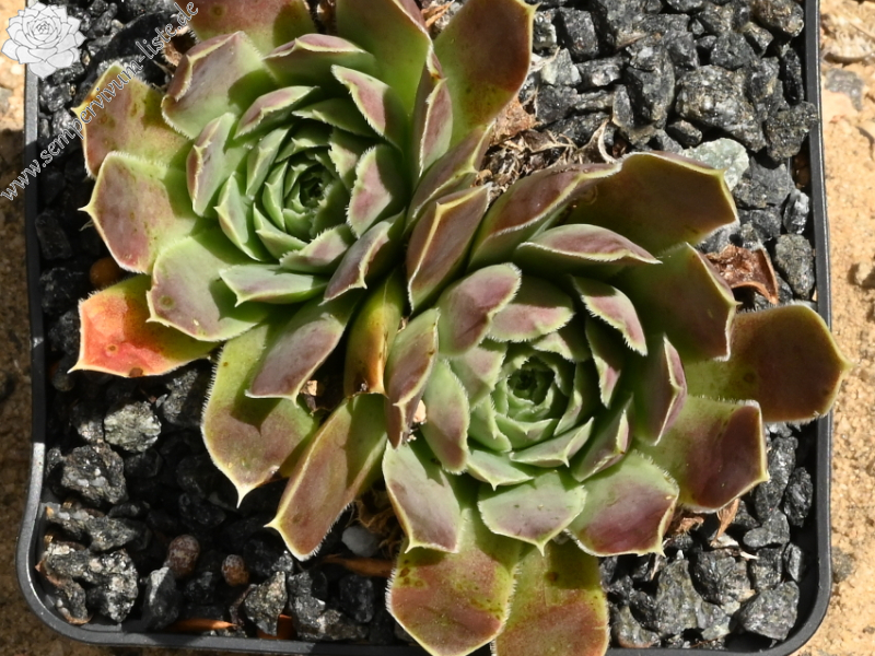 Korspel Lover Lever / Jovi