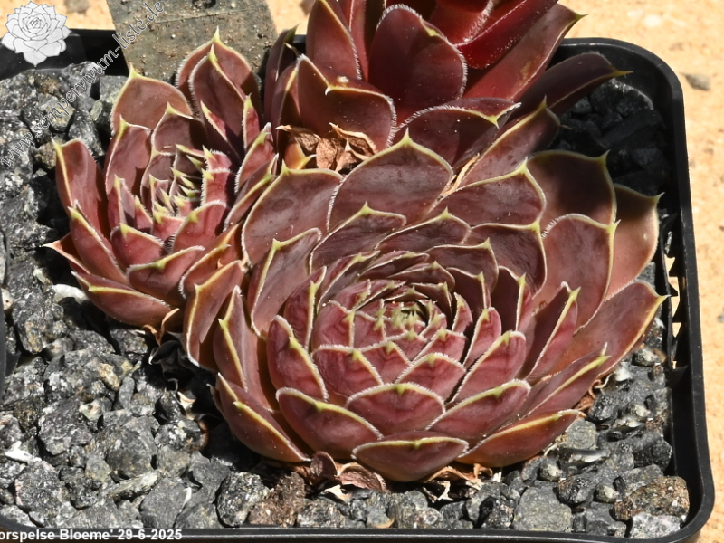 Korspelse Bloeme / Jovi