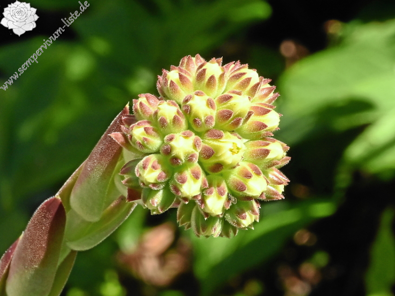 Korspelse Bloeme / Jovi