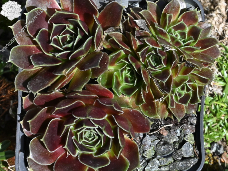 Korspelse Dalvinie / Jovi