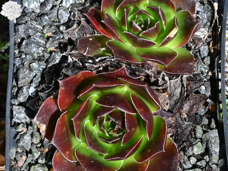 Korspelse Galtiere / Jovi