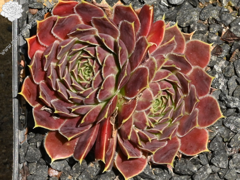 Korspelse Jahelle / Jovi