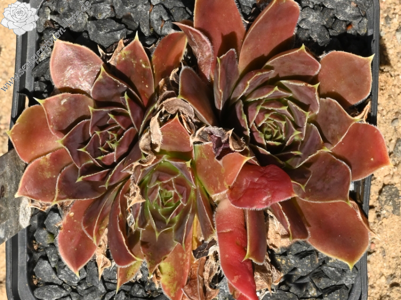 Korspelse Leonoor / Jovi