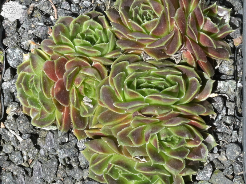 Korspelse Pirkko / Jovi