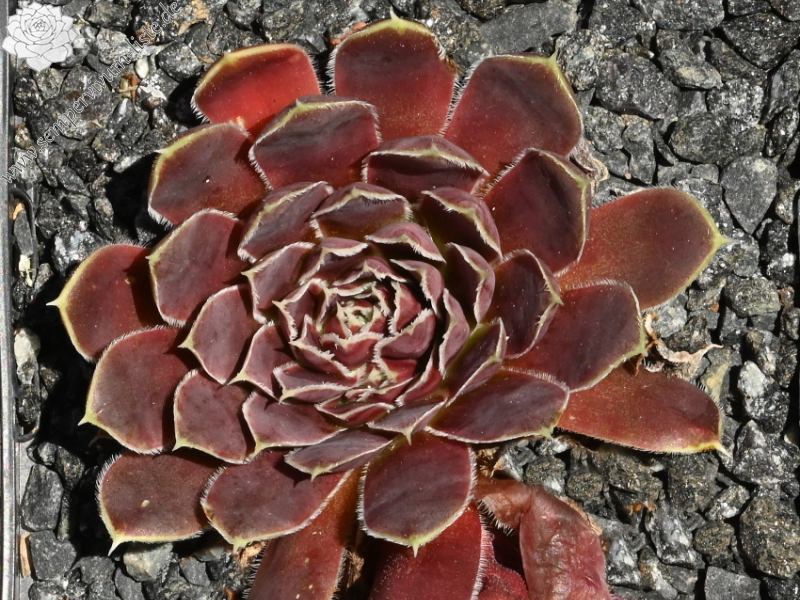 Korspelse Riwanon / Jovi