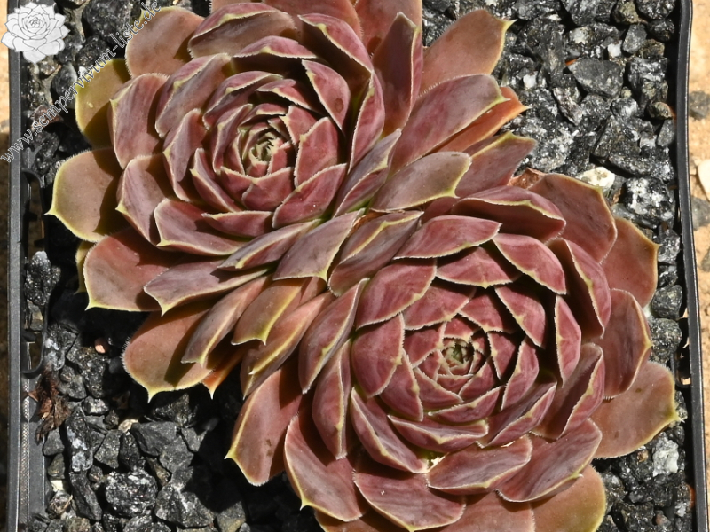 Korspelse Senne Beauty / Jovi