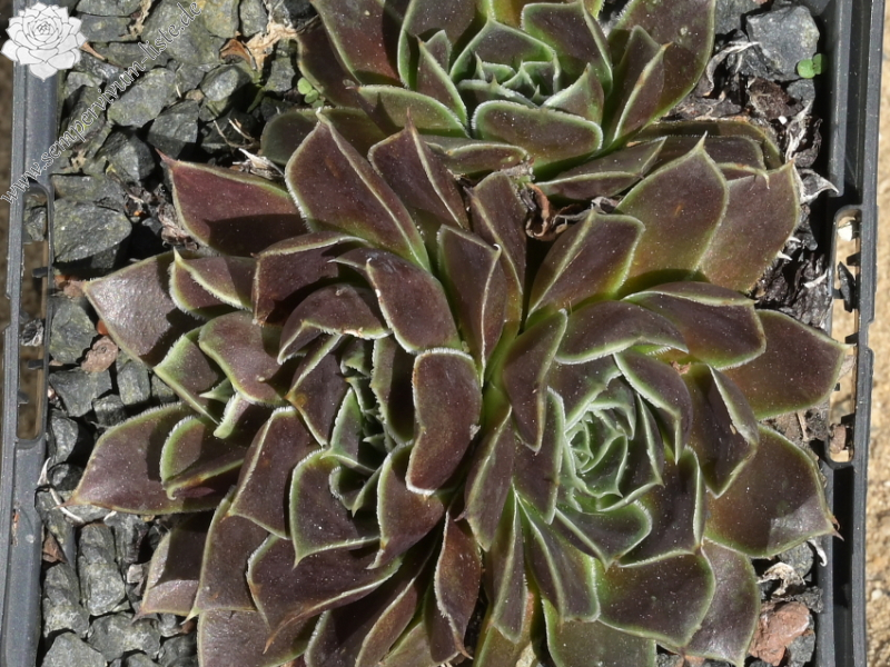 Korspelse Tehora / Jovi