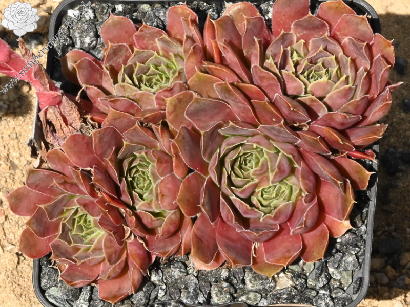 Piek van Orizaba / Jovi