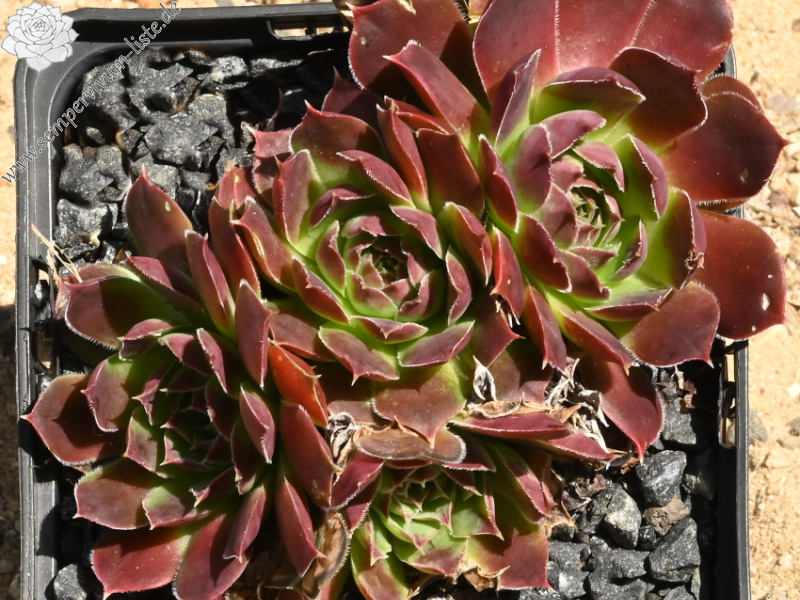 Rotgoldschale / Jovi