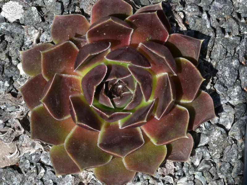 Volcan de Aqua / Jovi