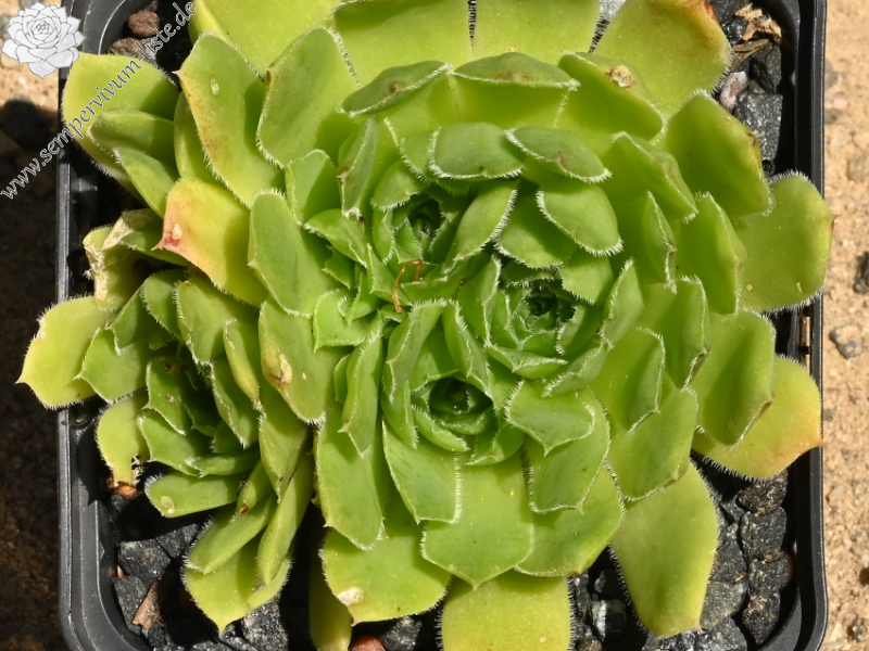 heuffelii (glabrum) from Poljana