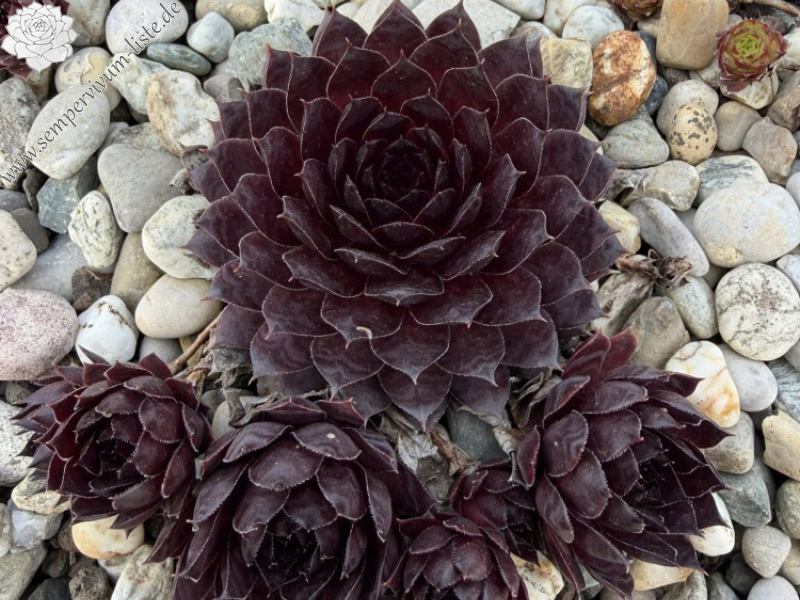 Chocolate covered Cherries