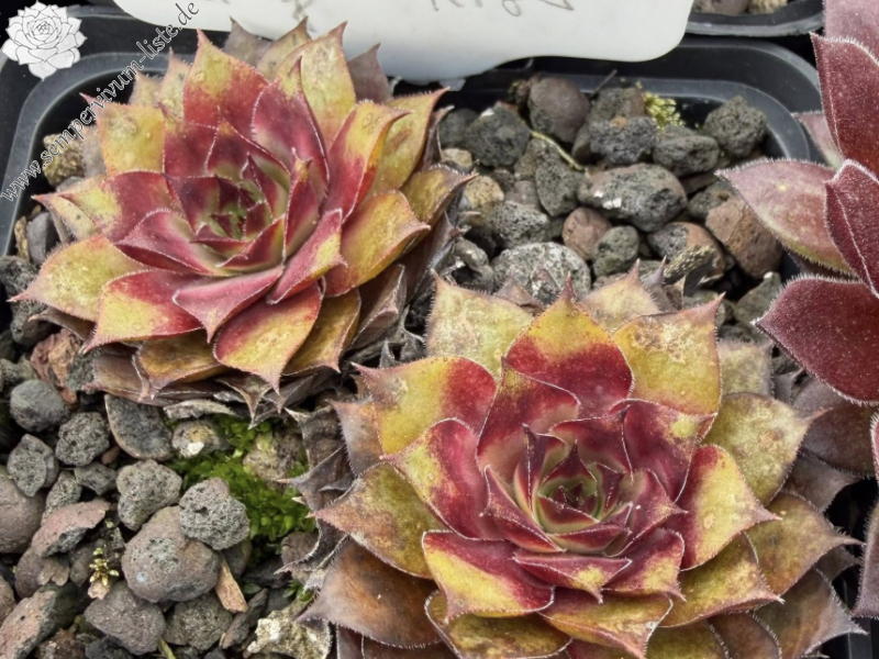 Firgrove Early Riser