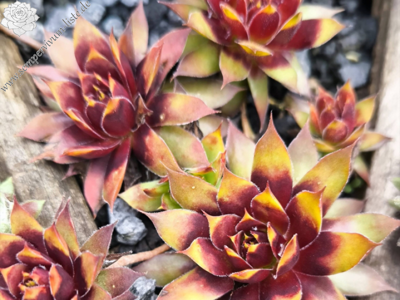 Chick Charms® Gold Rush