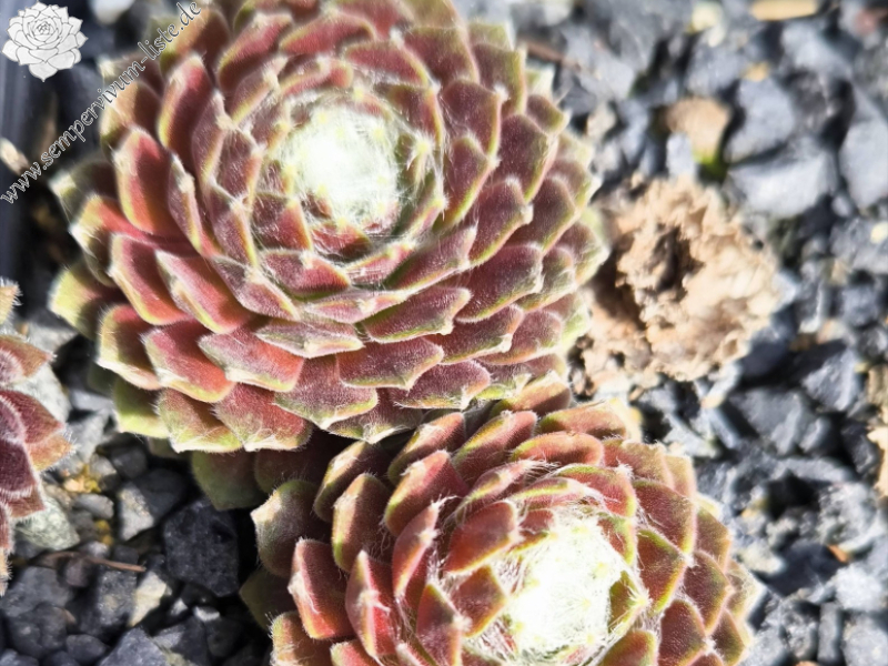 Sill's Wunderblume
