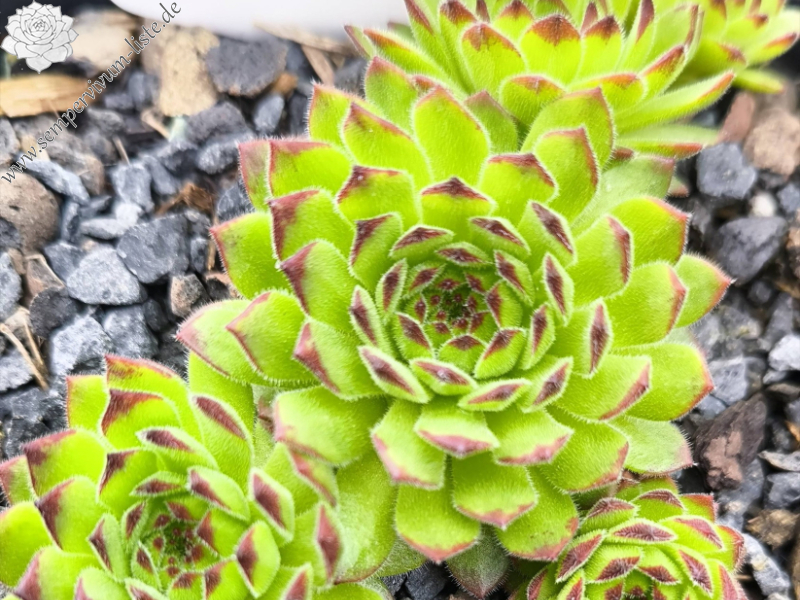 SR Landshuter Hochzeit