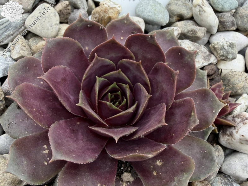 Yucatán (Netzfund) Rudolph