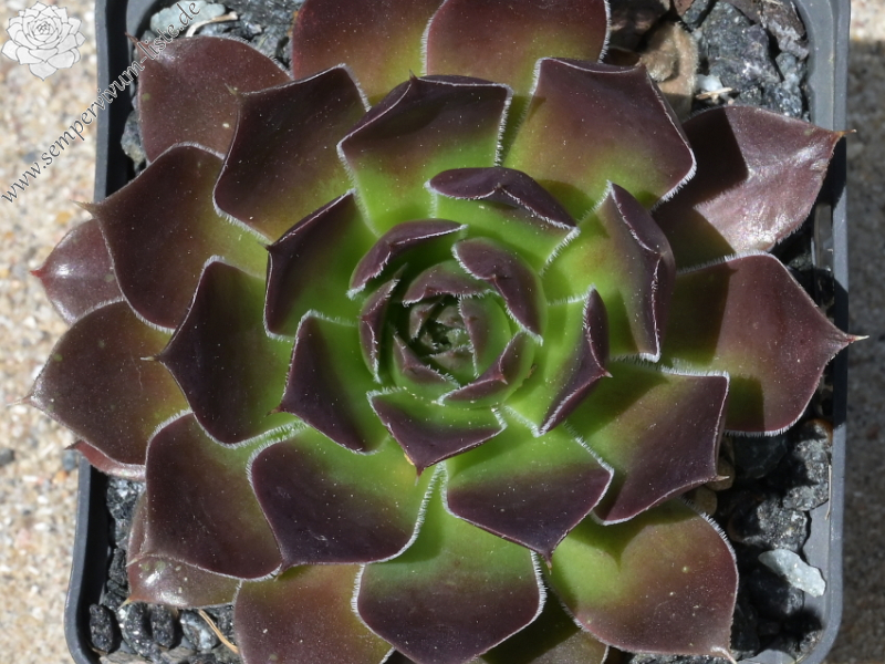 Pinatombito / Jovi