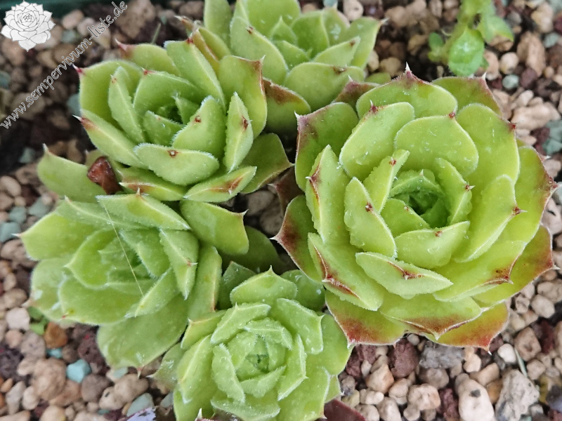 Speransella