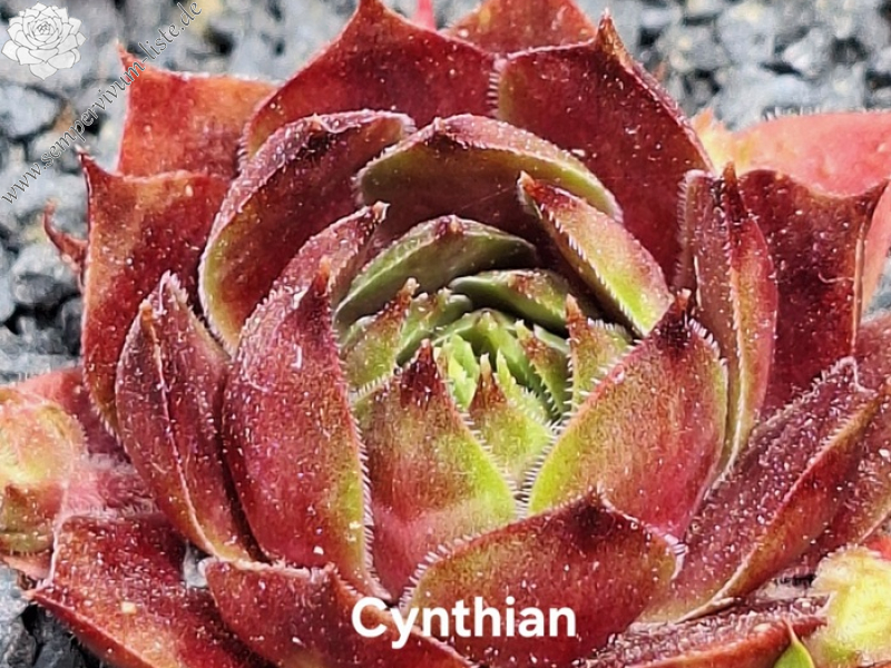 Cynthian