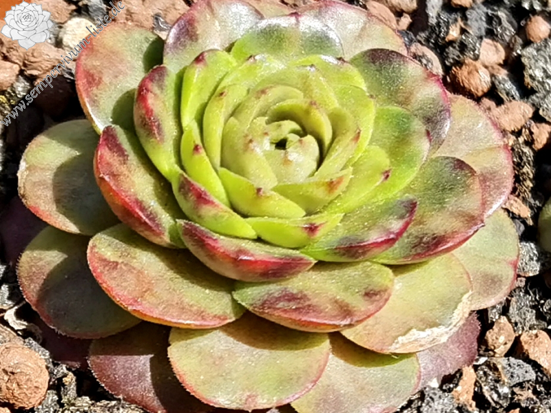 Flower Rockoon