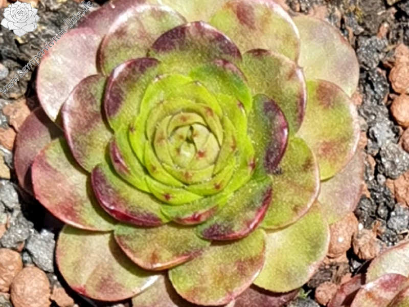 Flower Rockoon