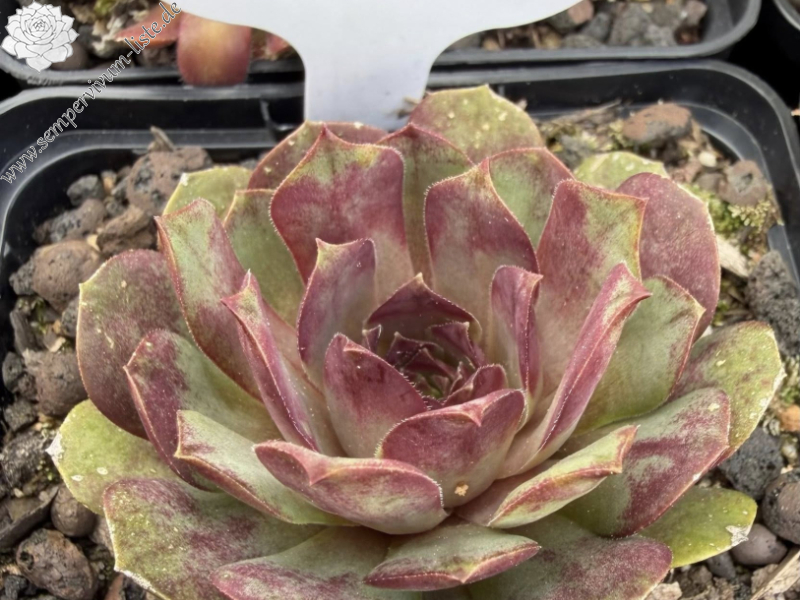 Purple Rockoon
