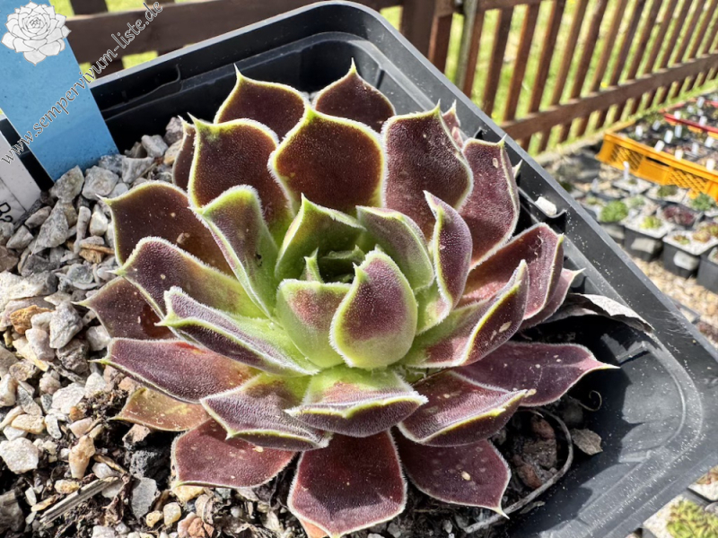  Korspel Fairy Ballet / Jovi