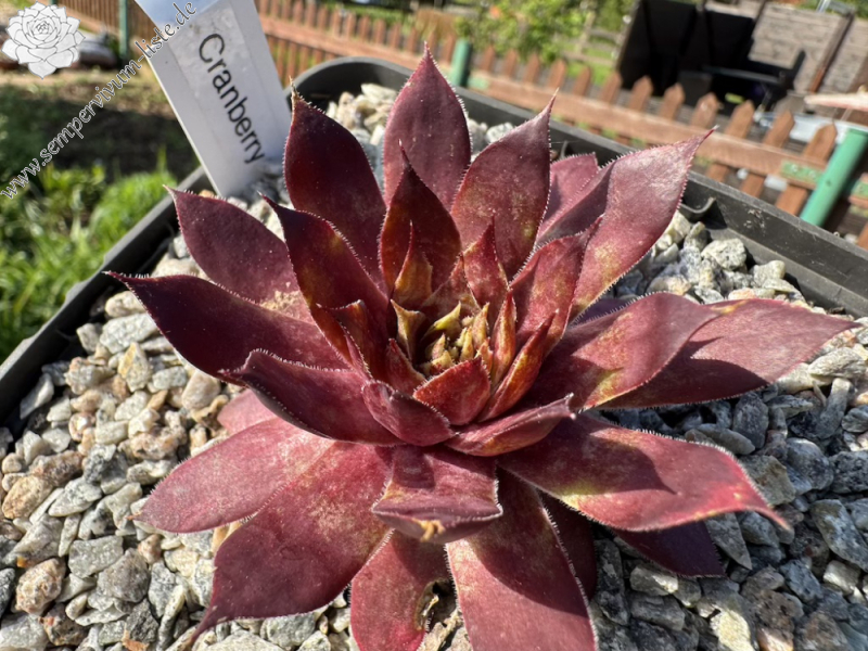 Cranberry (NNG)