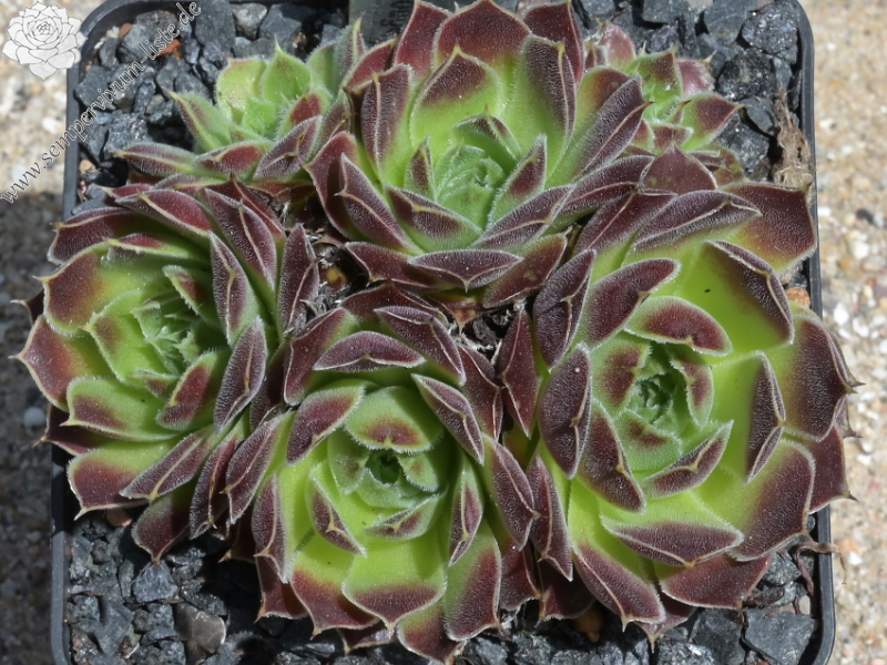 Korspel Vieux Rouge / Jovi