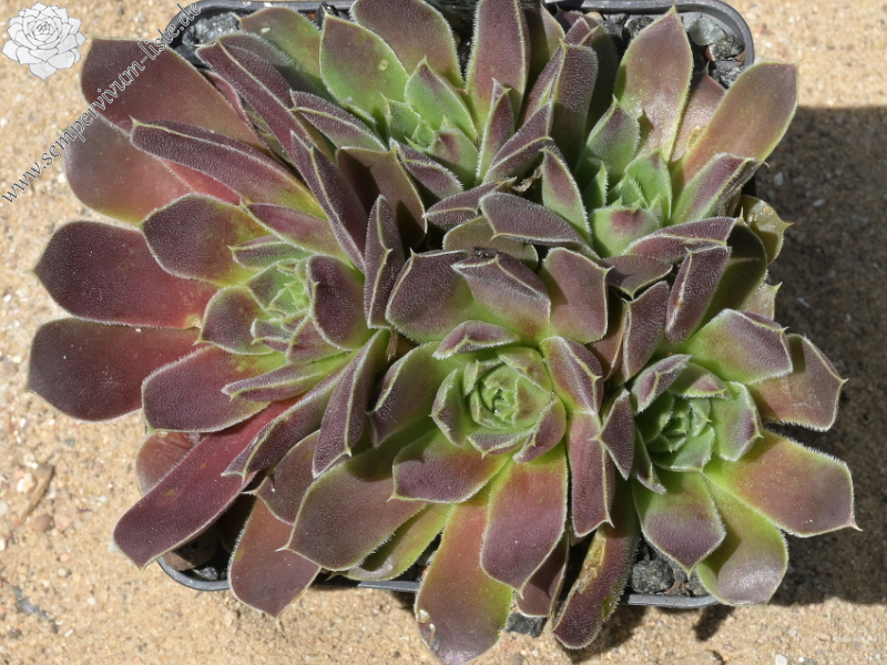 Korspelse Gipsy Rose / Jovi
